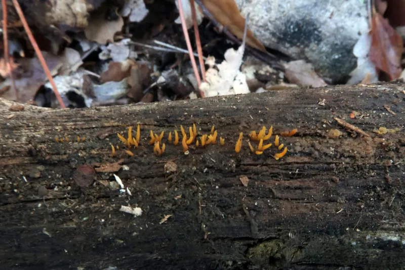 Calocera cornea 1 - IMG_5624